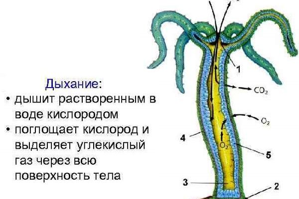 Кракен маркерлейс оф вход