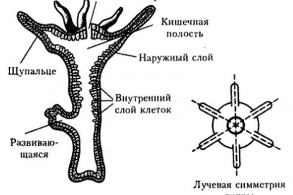 Что с кракеном сайт